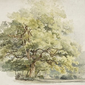 K&ouml;nnte beinhalten: Ein Aquarellbild eines gro&szlig;en, belaubten Baumes mit einem dicken Stamm und &Auml;sten, die sich zum Betrachter hin ausstrecken. Der Baum ist in Gr&uuml;nt&ouml;nen, Gelb und Braun gemalt, mit einem weichen, nebeligen Hintergrund.