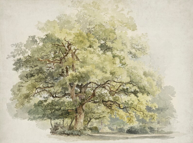 K&ouml;nnte beinhalten: Ein Aquarellbild eines gro&szlig;en, belaubten Baumes mit einem dicken Stamm und &Auml;sten, die sich zum Betrachter hin ausstrecken. Der Baum ist in Gr&uuml;nt&ouml;nen, Gelb und Braun gemalt, mit einem weichen, nebeligen Hintergrund.