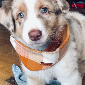 May include: A fluffy Australian Shepherd puppy with blue eyes and a merle coat wearing a mustard yellow and white plaid fabric bandana. The bandana features a small brown leather tag with the text Finn's Cafe embossed in black lettering.