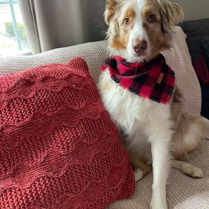 May include: A white and brown Australian Shepherd dog wearing a red and black plaid bandana sits on a cream colored couch with a red knitted throw pillow.