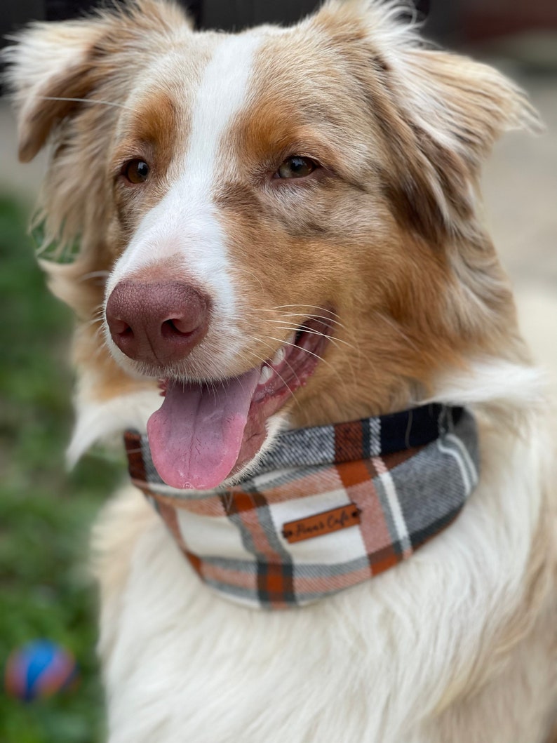 May include: A dog with light brown and white fur wearing a plaid bandana featuring a pattern of white, orange, grey, and black stripes. The bandana includes a small brown rectangular leather tag with the text Finn's Cafe embossed on it.