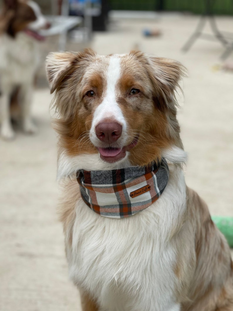 May include: A dog wearing a plaid bandana with a white, grey, and orange pattern. The bandana features a small brown leather tag with the text Finn's Cafe engraved on it. The dog has long, light brown and white fur and is looking forward.