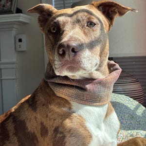 May include: A medium-sized dog with a brown and tan brindle coat and a white chest patch, wearing a brown and tan plaid fabric neck gaiter. The dog has short fur, pointed ears, and light brown eyes, with sunlight casting shadows across its face.