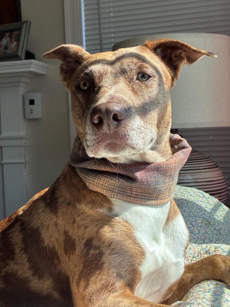May include: A medium-sized dog with a brown and tan brindle coat and a white chest patch, wearing a brown and tan plaid fabric neck gaiter. The dog has short fur, pointed ears, and light brown eyes, with sunlight casting shadows across its face.