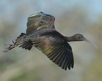 Framed Glossy Ibis, bird photography from Florida