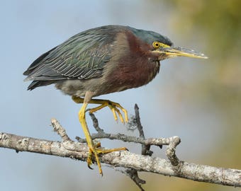 Framed Green Heron, bird photography from Florida