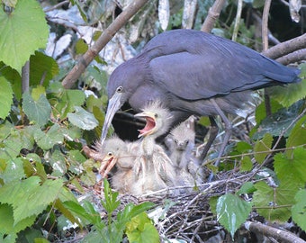 Framed Little Blue Heron family, bird photography from Florida