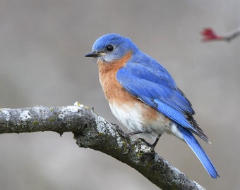 Framed Eastern Bluebird, bird photography from Wisconsin