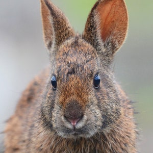 May include: A close-up of a brown rabbit with large ears and dark eyes. The rabbit has a wet, furry coat and is looking directly at the camera.