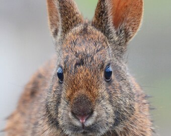 Framed Marsh Rabbit, bunny, wildlife photography from Florida