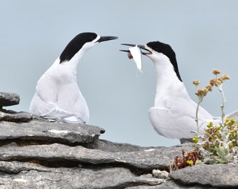 Framed White-fronted Terns, bird photography from New Zealand