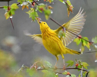 Framed Yellow warbler, bird photography from New York