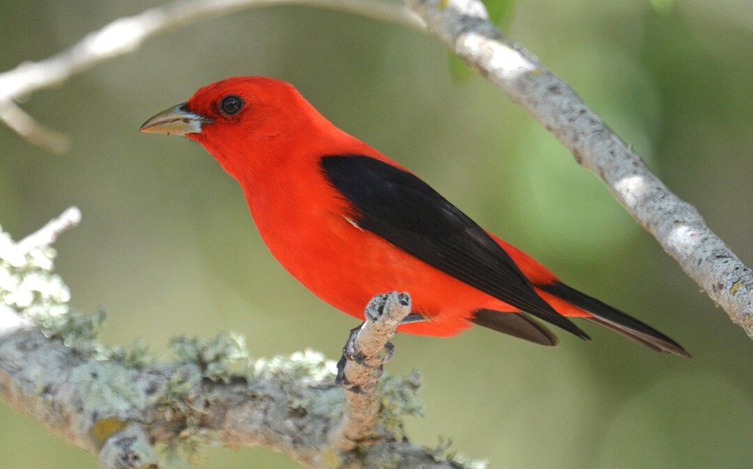 Framed Scarlet Tanager, Bird Photography From Florida - Etsy