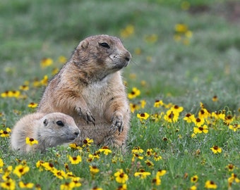 Framed Prairie dog family, wildlife photography from Oklahoma