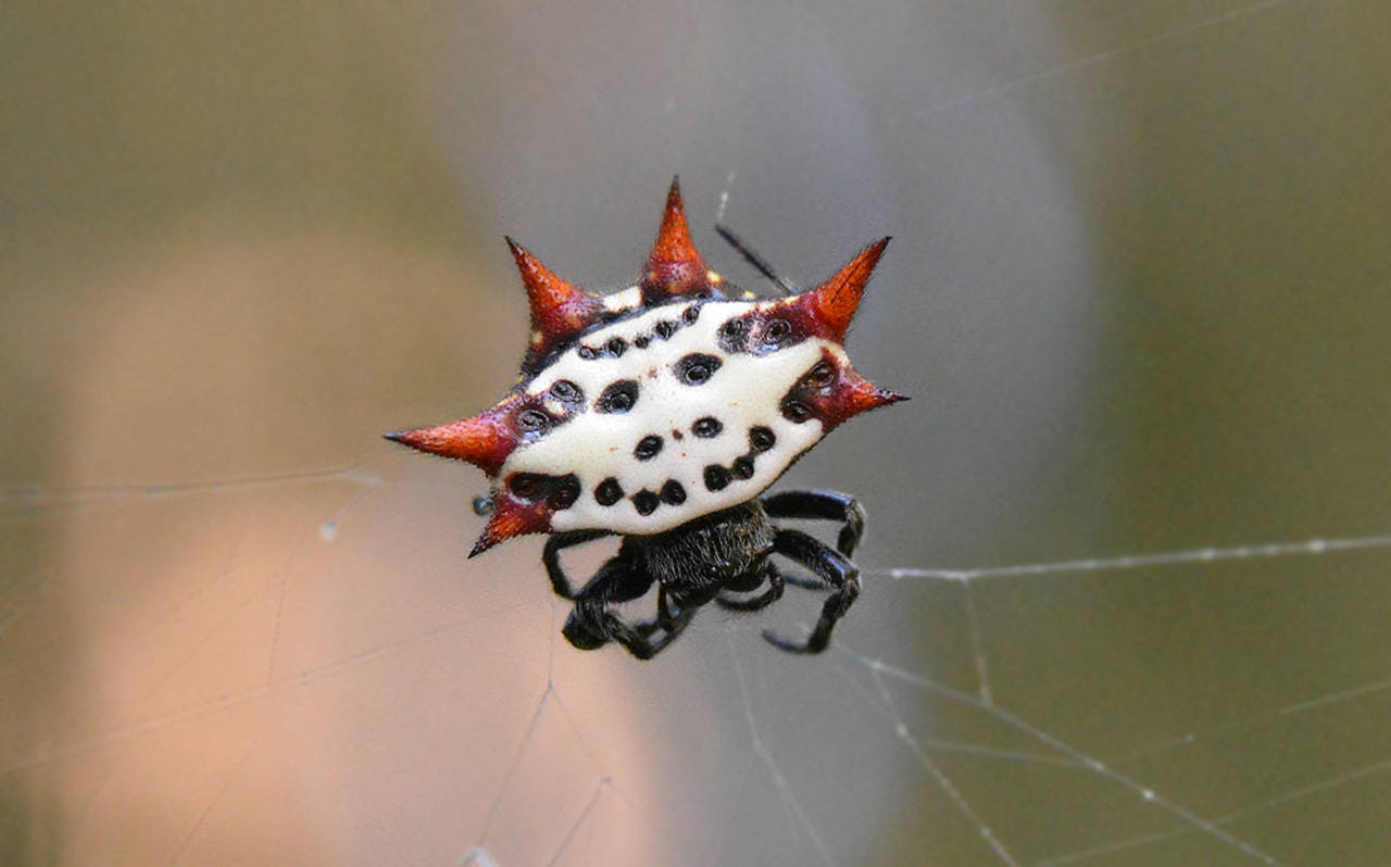 Framed Crab Spider, Wildlife Photography From Florida - Etsy
