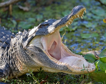 Framed Alligator, wildlife photography from Florida