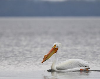 Framed American White Pelican, bird photography from Wisconsin