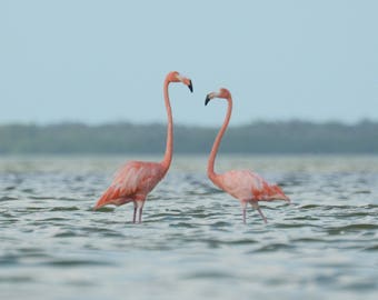 Framed Flamingo pair, bird photography from Mexico