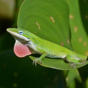 Framed Green Anole, reptile wildlife photography from Florida