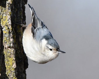 Framed White-breasted Nuthatch, bird photography from Wisconsin