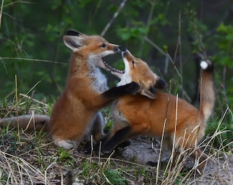 Framed Red Fox cubs playing, Wildlife photography from Wisconsin