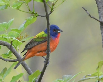 Framed Painted bunting, bird photography from Arkansas