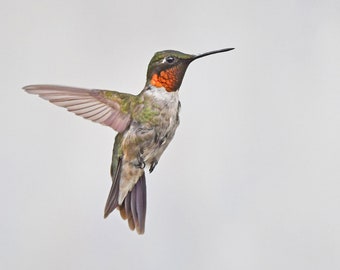 Framed Ruby throated Hummingbird, bird photography from Wisconsin