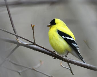 Framed American Goldfinch, bird photography from Canada