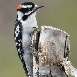 Framed Downy Woodpecker, bird photography from New York