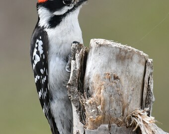 Framed Downy Woodpecker, bird photography from New York