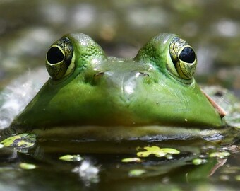 Framed Green frog, amphibian, wildlife photography from Ohio