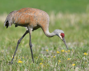 Framed Sandhill Crane, bird photography from Wisconsin