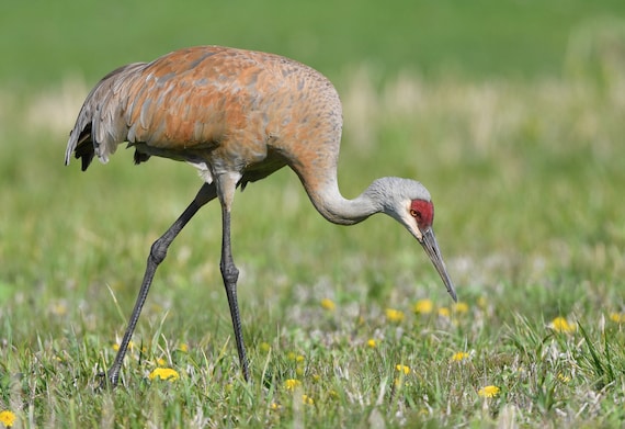 Framed Sandhill Crane, Bird Photography From Wisconsin