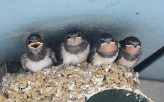 Framed Barn Swallow Chicks Etsy