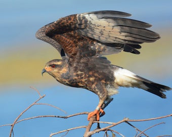 Framed Female Snail Kite, birds of prey, bird photography from Florida