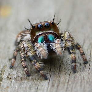 Framed Jumping spider, macro wildlife photography from Florida