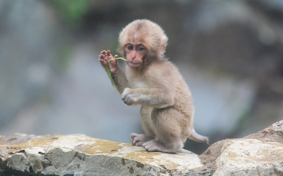 Macaque Japonais Encadre De Bebe Etsy