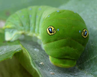 Framed Eastern Tiger Swallowtail caterpillar, insect butterfly macro wildlife photography from Florida