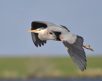 Framed Great Blue Heron in flight, bird photography from Wisconsin