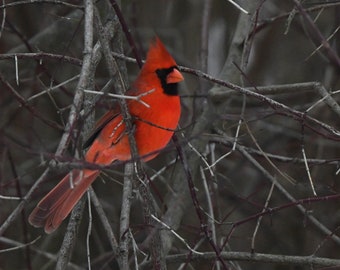 Framed Male Cardinal bird photography from Wisconsin