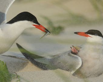 Framed Common Tern family, bird photography from New York