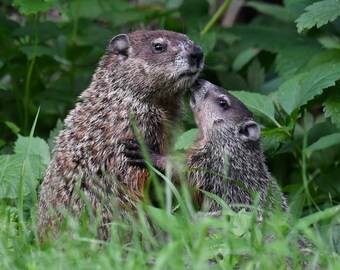 Framed Groundhog family, wildlife photography from Wisconsin