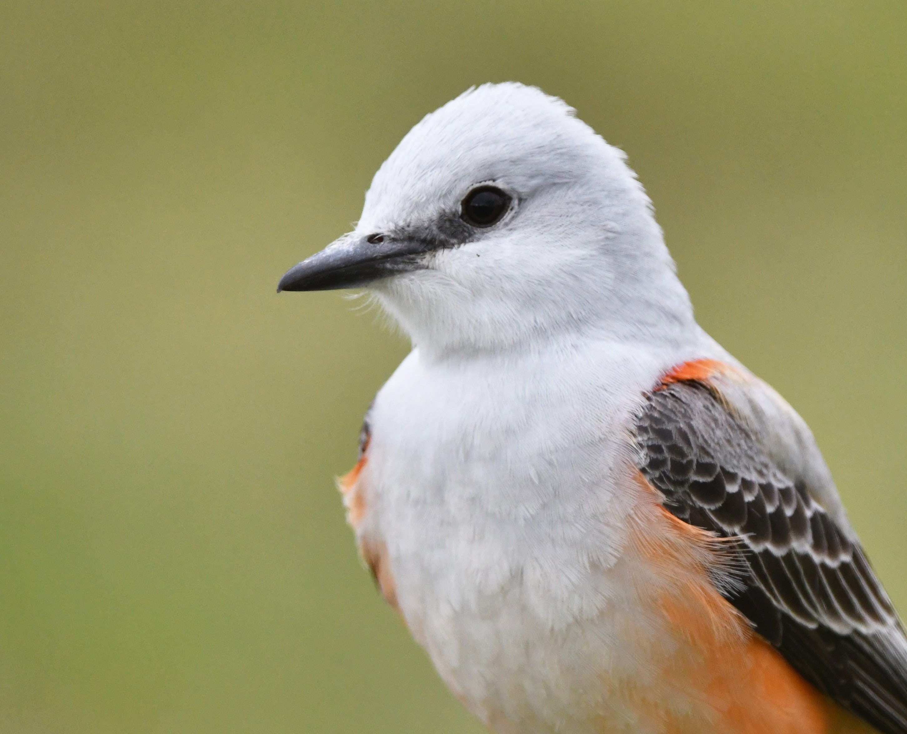 Framed Scissor-tailed Flycatcher, Bird Photography From Oklahoma