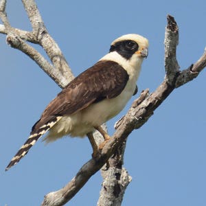 Framed Laughing Falcon, bird photography from Mexico