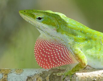 Framed Green Anole, reptile macro wildlife photography from Florida