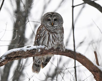 Framed Barred Owl, bird photography from Wisconsin