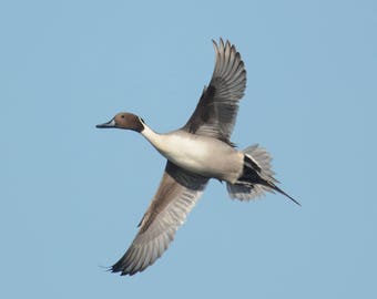 Framed Northen Pintail duck, bird photography from Florida