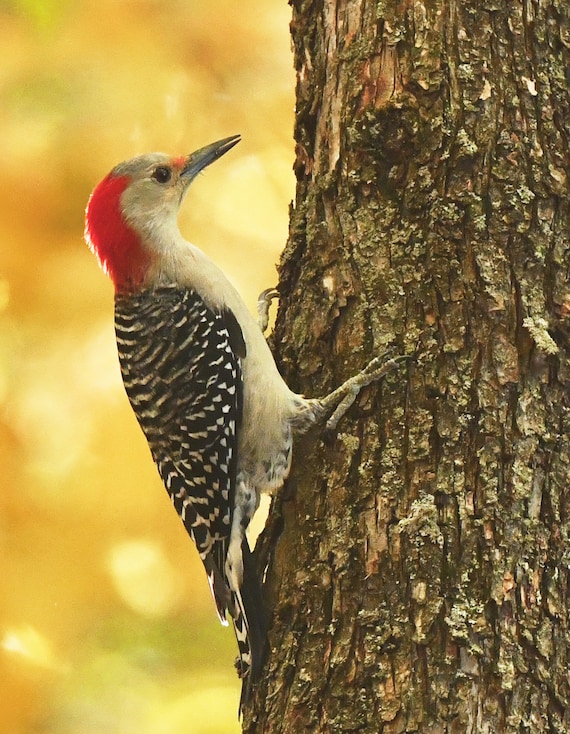 Framed Red-bellied Woodpecker, Bird Photography From Wisconsin