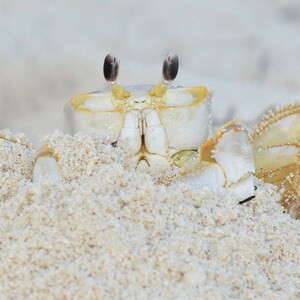 Framed Ghost crab, wildlife photography from Florida