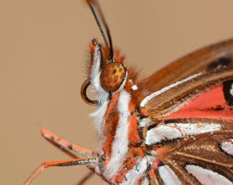 Framed Gulf Fritillary butterfly, macro wildlife photography from Florida